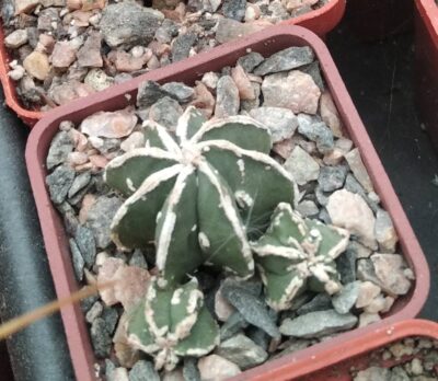 Astrophytum cv. Hanya- cube- 5cm-