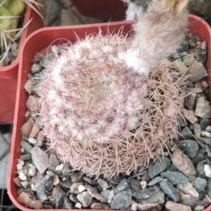 Notocactus spec. - cube-7cm-