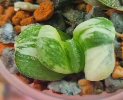 Haworthia truncata”LIME GREEN” var. - Зображення 2