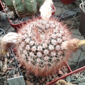 Notocactus schlosseri DV4