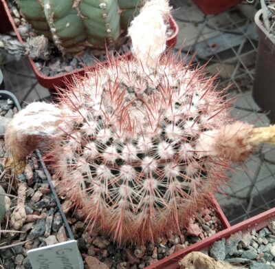 Notocactus schlosseri DV4