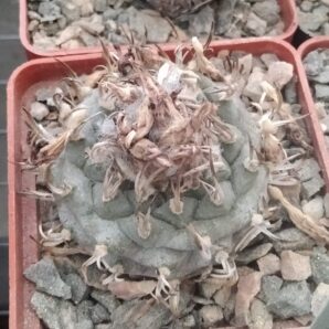 Turbinicarpus klinkerianus -L.Bercht- cube-6cm-