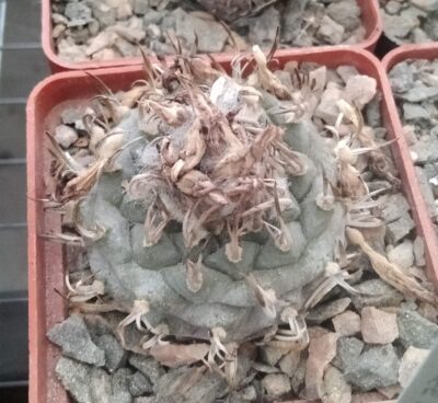 Turbinicarpus klinkerianus -L.Bercht- cube-6cm-