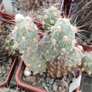 Cumulopuntia berteri MK1524 -пагони-
