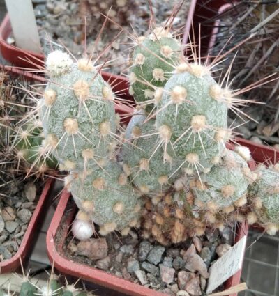 Cumulopuntia berteri MK1524 -пагони-