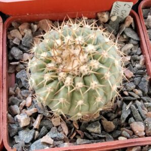 Cop. cinerea v. columna-alba JN1681 -Pan de azucar-