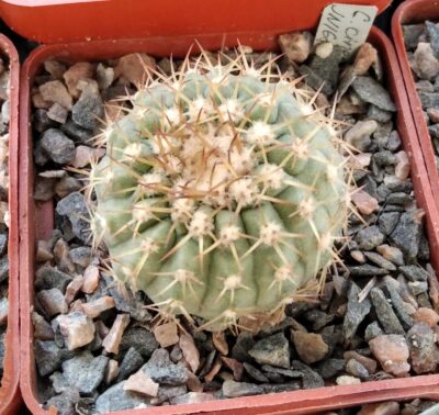 Cop. cinerea v. columna-alba JN1681 -Pan de azucar-