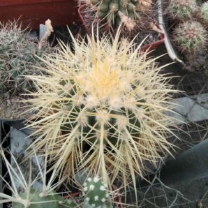 Echinocactus grusonii -не імпорт!-