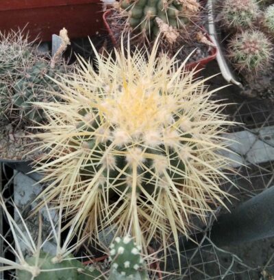 Echinocactus grusonii -не імпорт!-