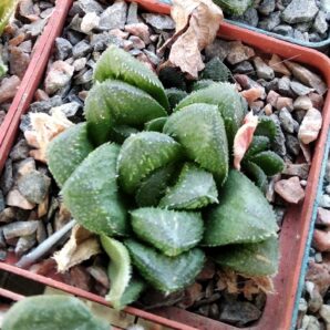 Haworthia "El Polito"