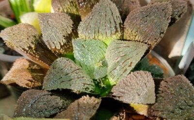 Haworthia "YOROI"