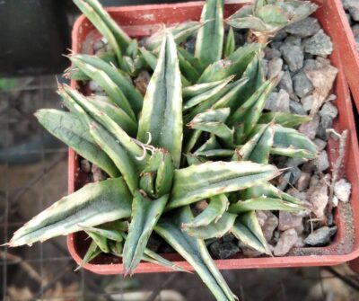 Agave victoriae-reginae f. variegata -пагони- - Зображення 2