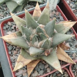 Ariocarpus trigonus PP1244 -La Libertud, Tam. -cube-8cm -своє коріння-