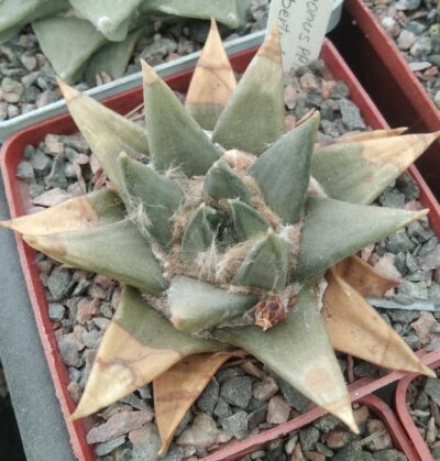 Ariocarpus trigonus PP1244 -La Libertud, Tam. -cube-8cm -своє коріння-