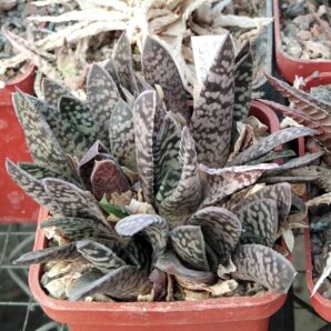 Gasteria carinata "Snow Storm"