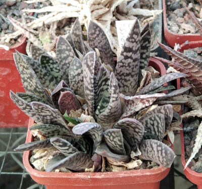 Gasteria carinata "Snow Storm"