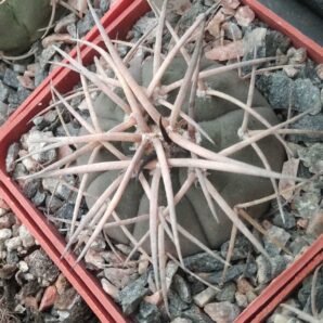 Gymn. cardenasianum v. Longispinum- cube-6cm- відбір-