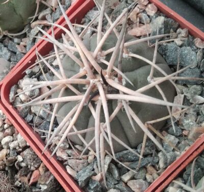 Gymn. cardenasianum v. Longispinum- cube-6cm- відбір-