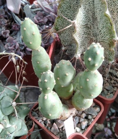 Maihueniopsis spec. -Чехія- пагони-