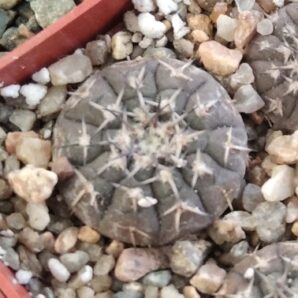 Gymnocalycium platygonum STO536- cube-5cm-