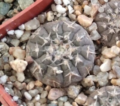 Gymnocalycium platygonum STO536- cube-5cm-