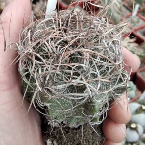 Astrophytum capricorne