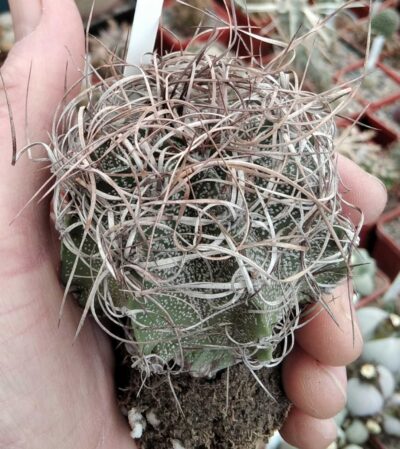 Astrophytum capricorne