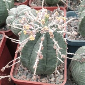 Euphorbia obesa x valida -cube-5cm-