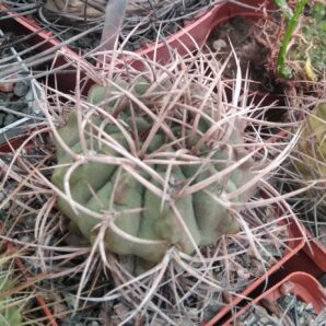 Gymnocalycium guanchinense -Sierra Famatima-cube-8cm-