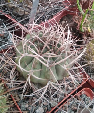 Gymnocalycium guanchinense -Sierra Famatima-cube-8cm-