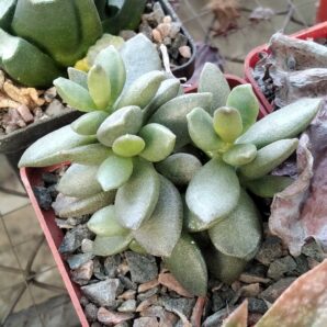 Adromischus cooppery -Italy-