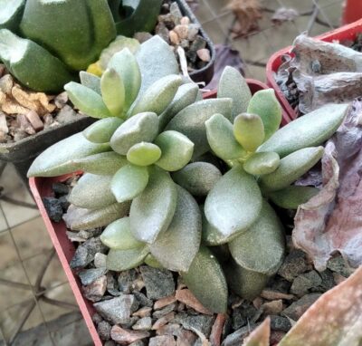 Adromischus cooppery -Italy-