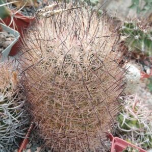 Echinomastus unguispinus GL607 -cube-8cm-