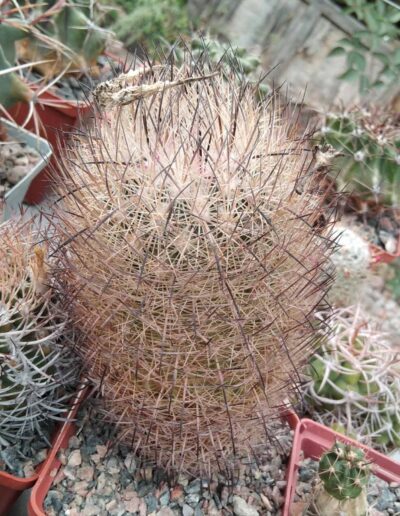 Echinomastus unguispinus GL607 -cube-8cm-