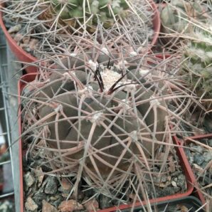 Gymnocalycium spegazzinii -cube-9cm-