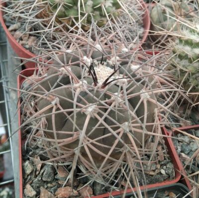 Gymnocalycium spegazzinii -cube-9cm-