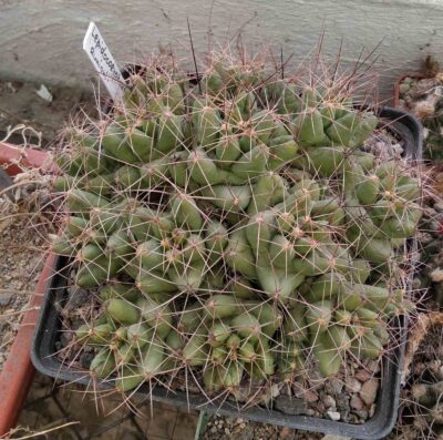 Lepidocoryphantha runionii -25+years-cube-12cm-