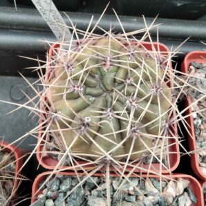 Gymn. gibbosum v. ferox JPR54-121