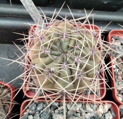 Gymn. gibbosum v. ferox JPR54-121