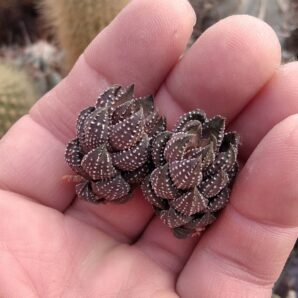 Haworthia reinwardtii -I.Bruer-пагони-