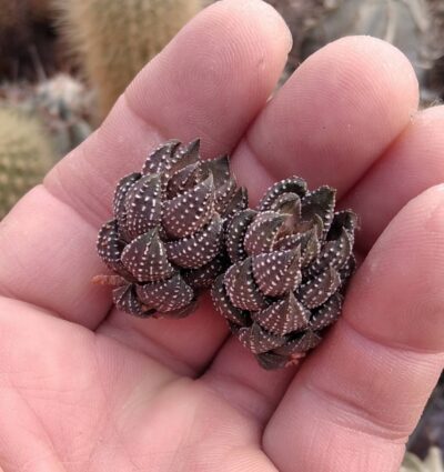Haworthia reinwardtii -I.Bruer-пагони-