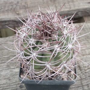 Demnoza rhodacantha