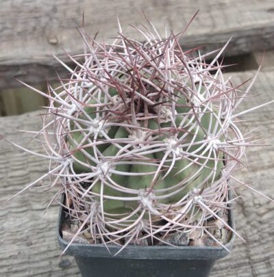 Demnoza rhodacantha