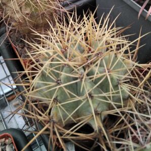 Ferocactus glaucescens -MG-