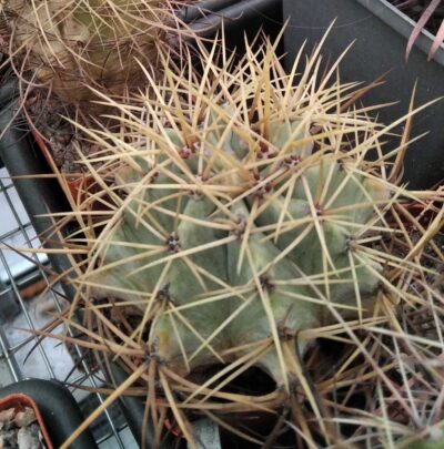 Ferocactus glaucescens -MG-