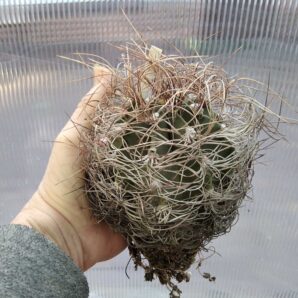 Astrophytum senile -diam.-10cm