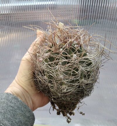 Astrophytum senile -diam.-10cm