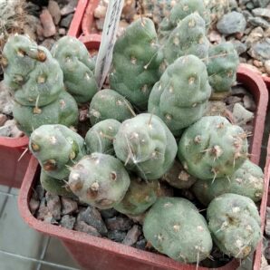 Maihueniopsis ovata -cube-5cm-