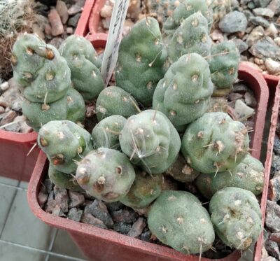 Maihueniopsis ovata -cube-5cm-