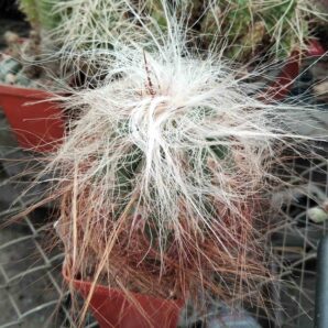 Oreocereus magnificus -cube-7cm